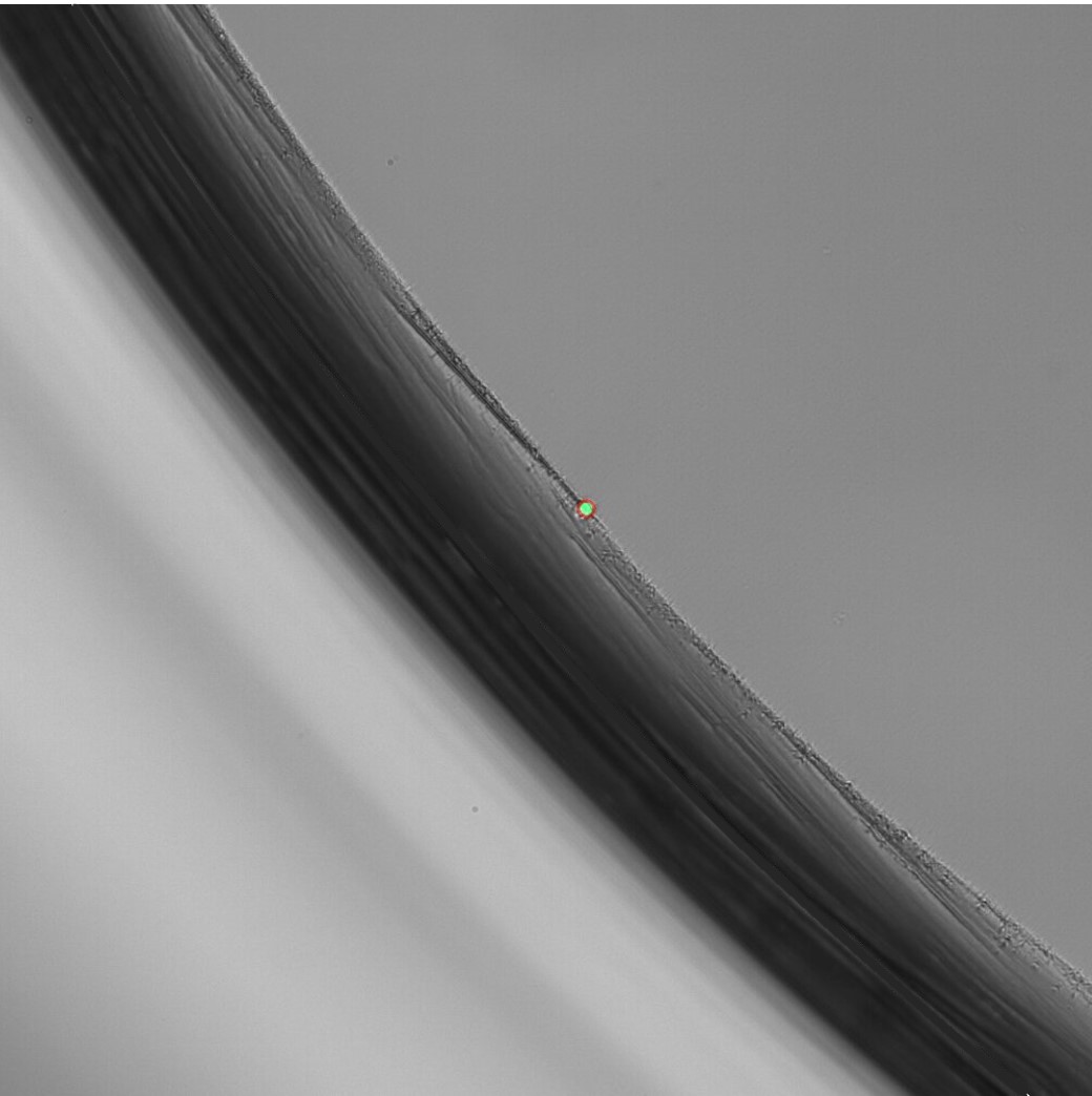 4K Line Single cell cloning