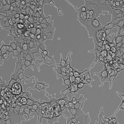 SYNENTEC Adherent Cell Proliferation