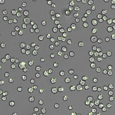 SYNENTEC CRISPR/Transfection