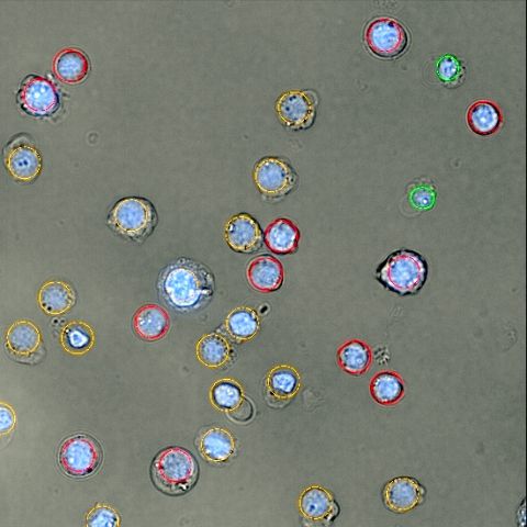 SYNENTEC Early Apoptosis JC-1