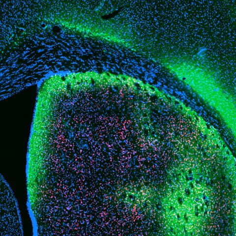 SYNENTEC ICC & Multiplexing