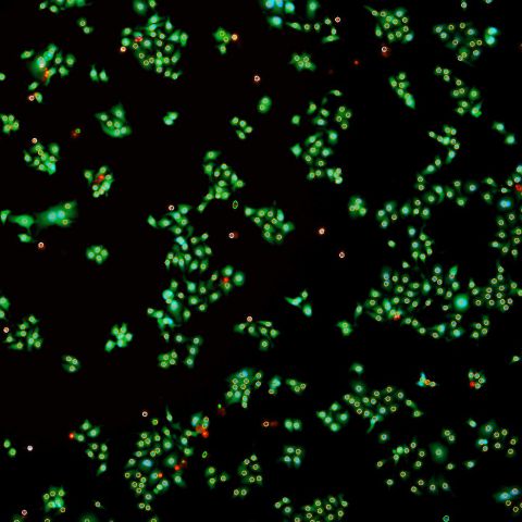 SYNENTEC LIVE/DEAD Toxicity Studies