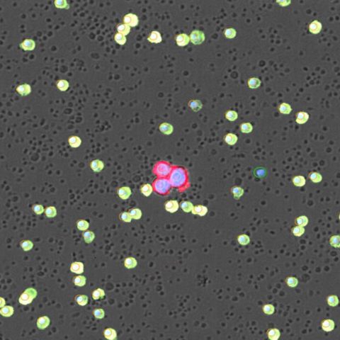 SYNENTEC Rare Cell Detection