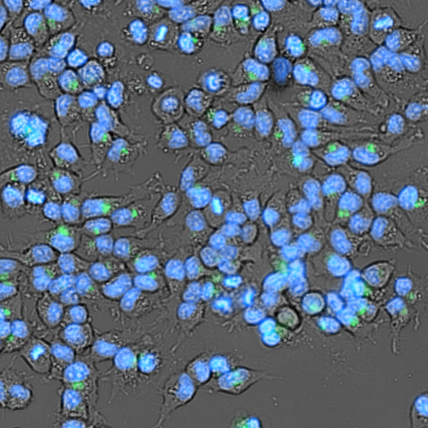 SYNENTEC SiRNA Detection Golgi
