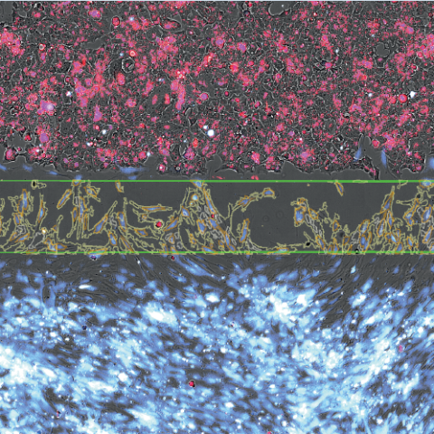 SYNENTEC Wound Healing Assay / Scratch _02