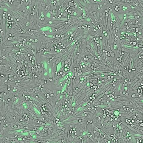 SYNENTEC_Cell proliferation