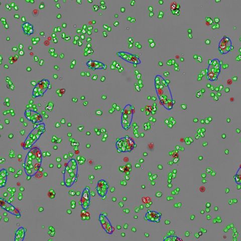 SYNENTEC_Trypan Blue Viability Assay_YT-Software_Image Anaylsis Overlay