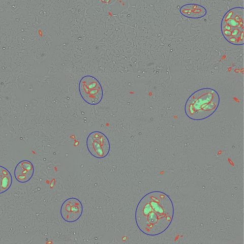 SYNENTEC Viral Infectivity