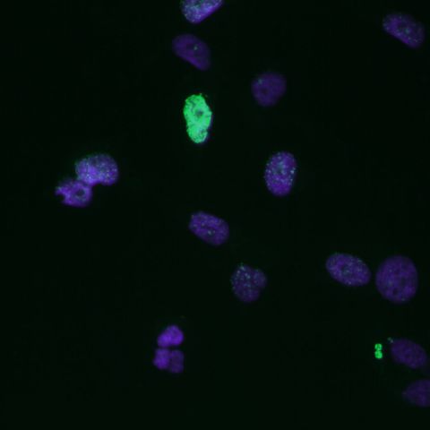 SYNENTEC yH2AX DNA Damage