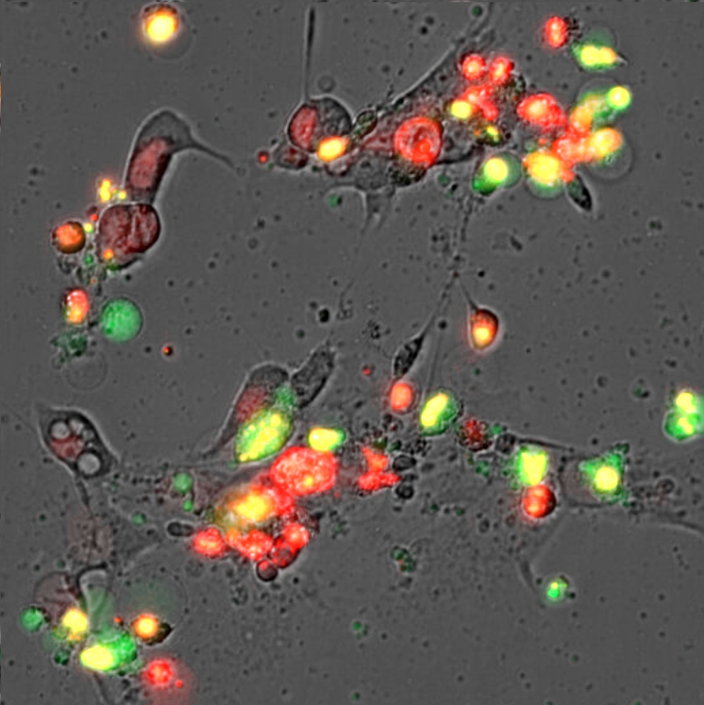 SYNENTEC’s imagers are able to analyze fluorescent caspase assays like the CellEvent™ Caspase-3/7 Detection Reagent. They can be combined with nuclear stains like Hoechst to quantify the percentage of caspase-positive cells. To detect necrotic or late apoptotic cells, a combination with markers entering only cells with compromised membranes (like propidium iodide or 7-AAD) is also possible.