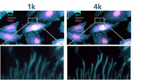 High content screening using 4K resolution. This image of A549 cells beautifully demonstrates the capabilities of SYNENTEC's CELLAVISTA 4K imager. The actin filaments can be recognized with impressive high definition.